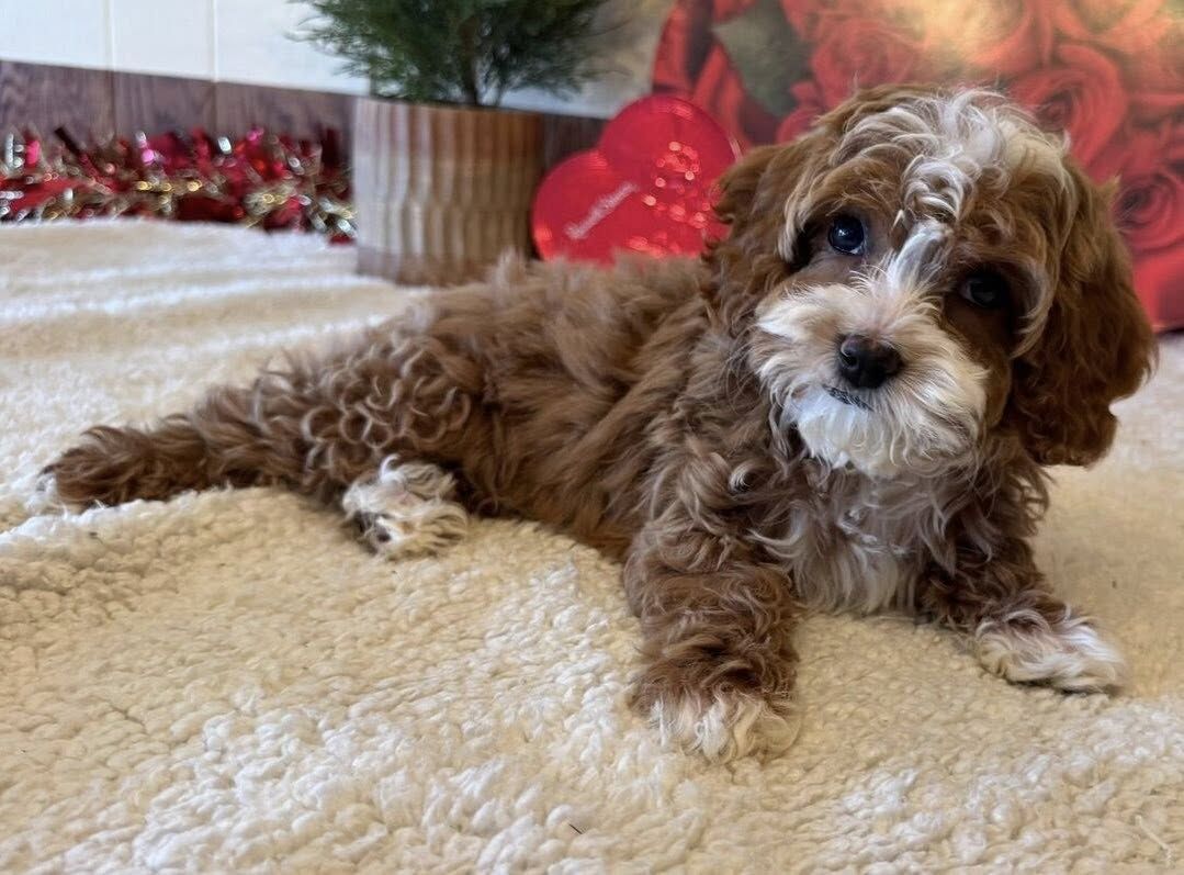 Bezaubernde Cavapoo-Welpen suchen ein liebevolles Zuhause 🐾