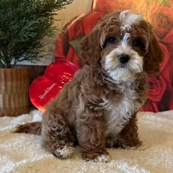 Bezaubernde Cavapoo-Welpen suchen ein liebevolles Zuhause 🐾