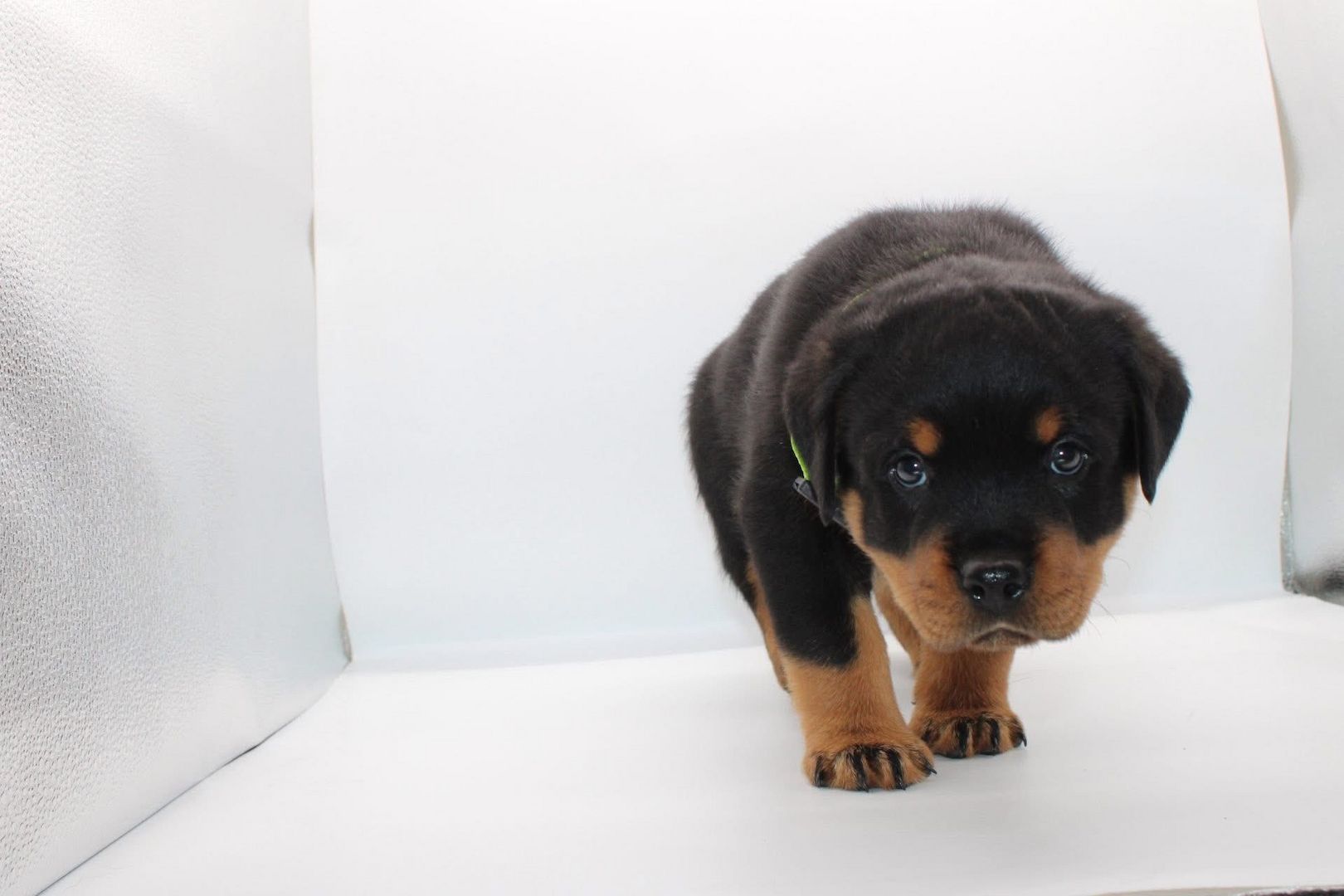 Bezaubernde Rottweiler-Welpen suchen ein liebevolles Zuhause