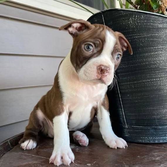 Bezaubernde Boston-Terrier-Welpen suchen ein liebevolles Zuhause 🐾