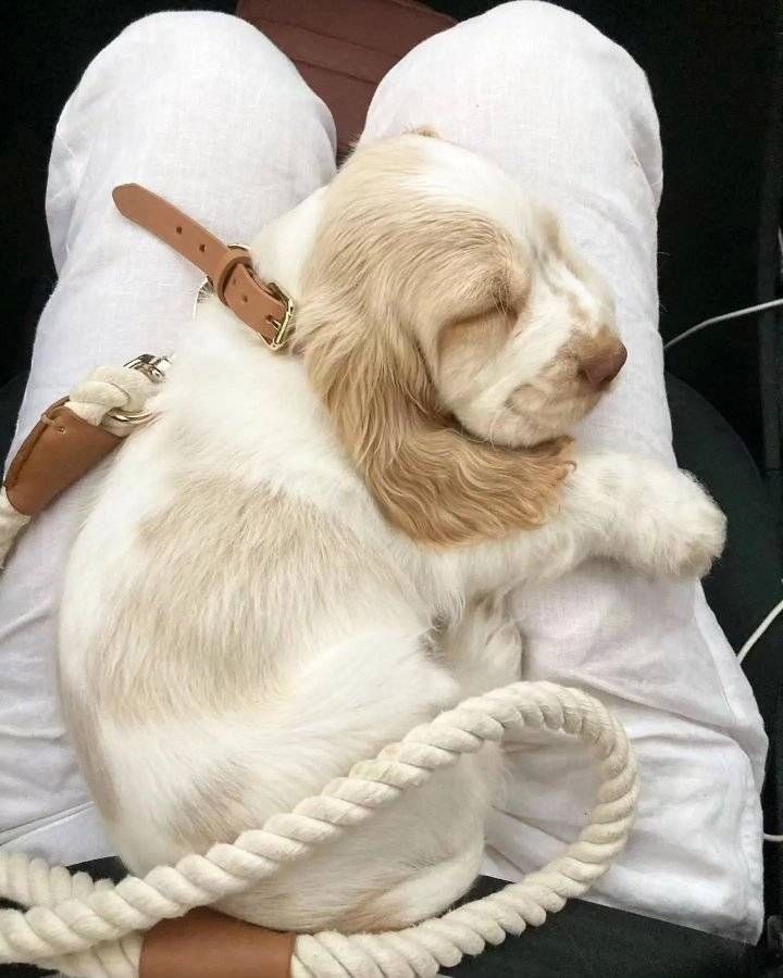 Wunderschöne Cocker Spaniel Welpen suchen ein liebevolles Zuhause