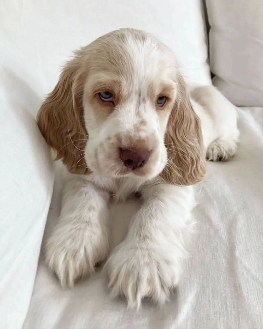Wunderschöne Cocker Spaniel Welpen suchen ein liebevolles Zuhause