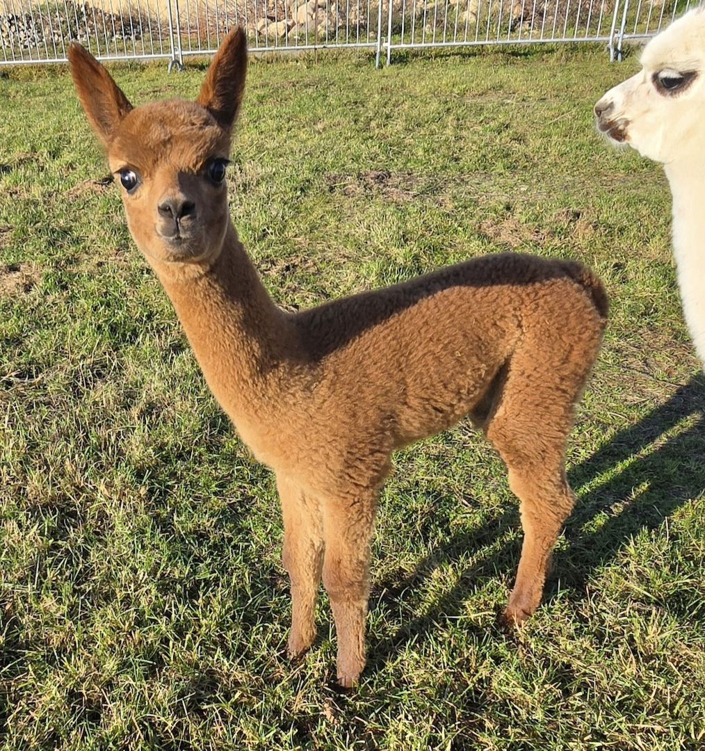 Alpaka Stut - und Hengstfohlen