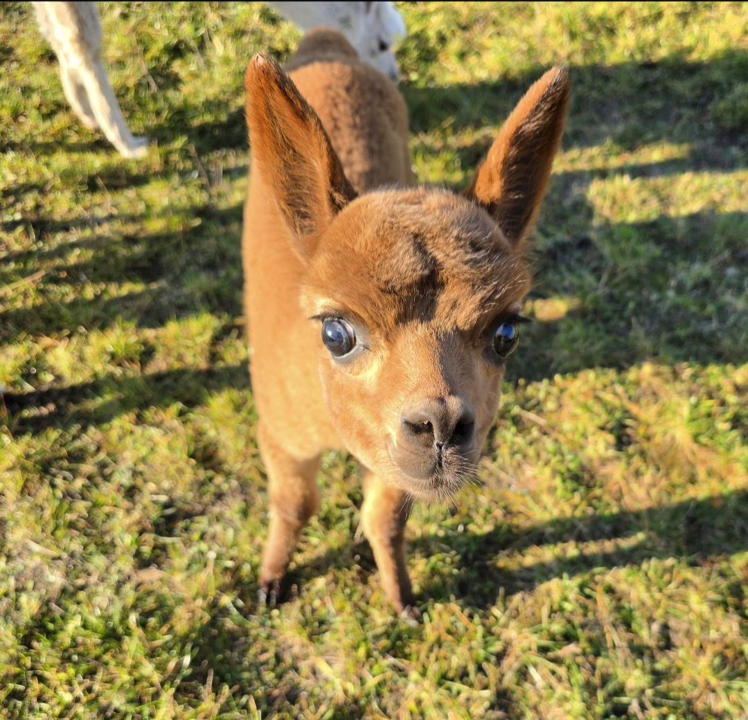 Alpaka Stut - und Hengstfohlen
