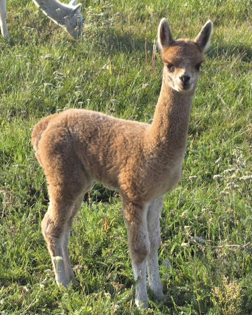 Alpaka Stut - und Hengstfohlen