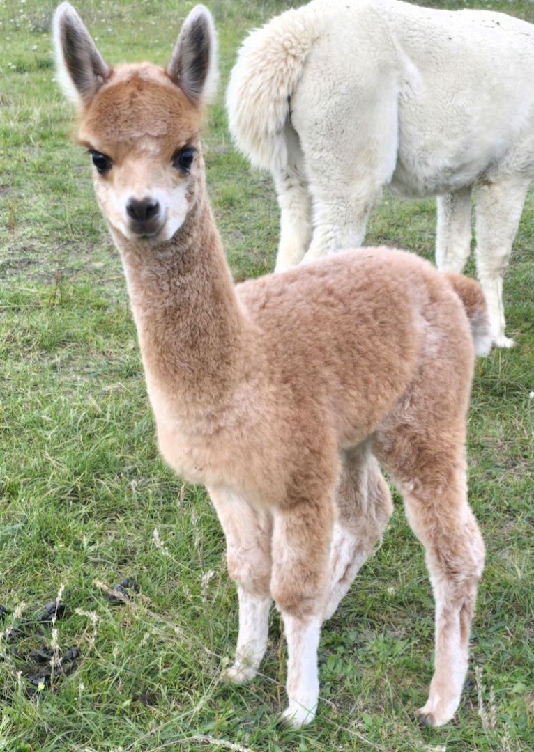 Alpaka Stut - und Hengstfohlen