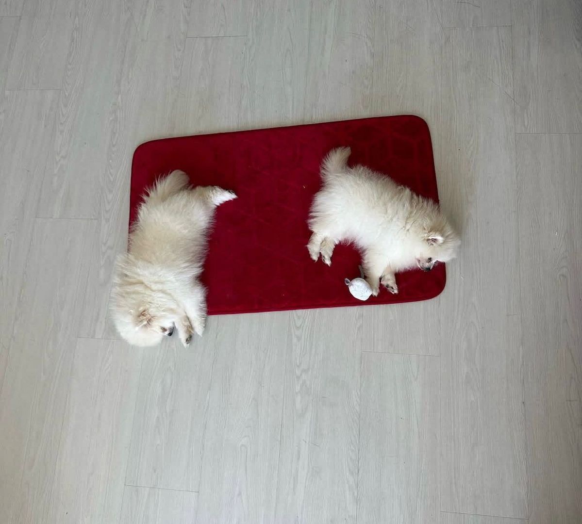 Reinrassige Pomeranian-Welpen zu verkaufen