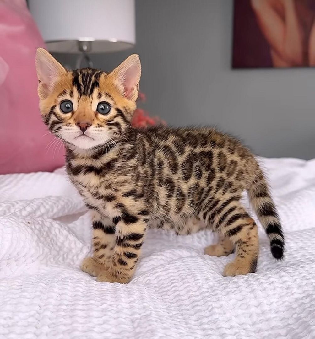 Rosette Bengal-Kätzchen abzugeben