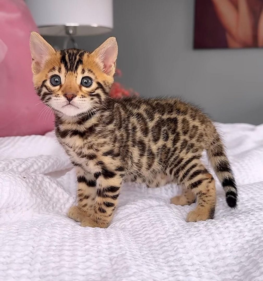 Rosette Bengal-Kätzchen abzugeben