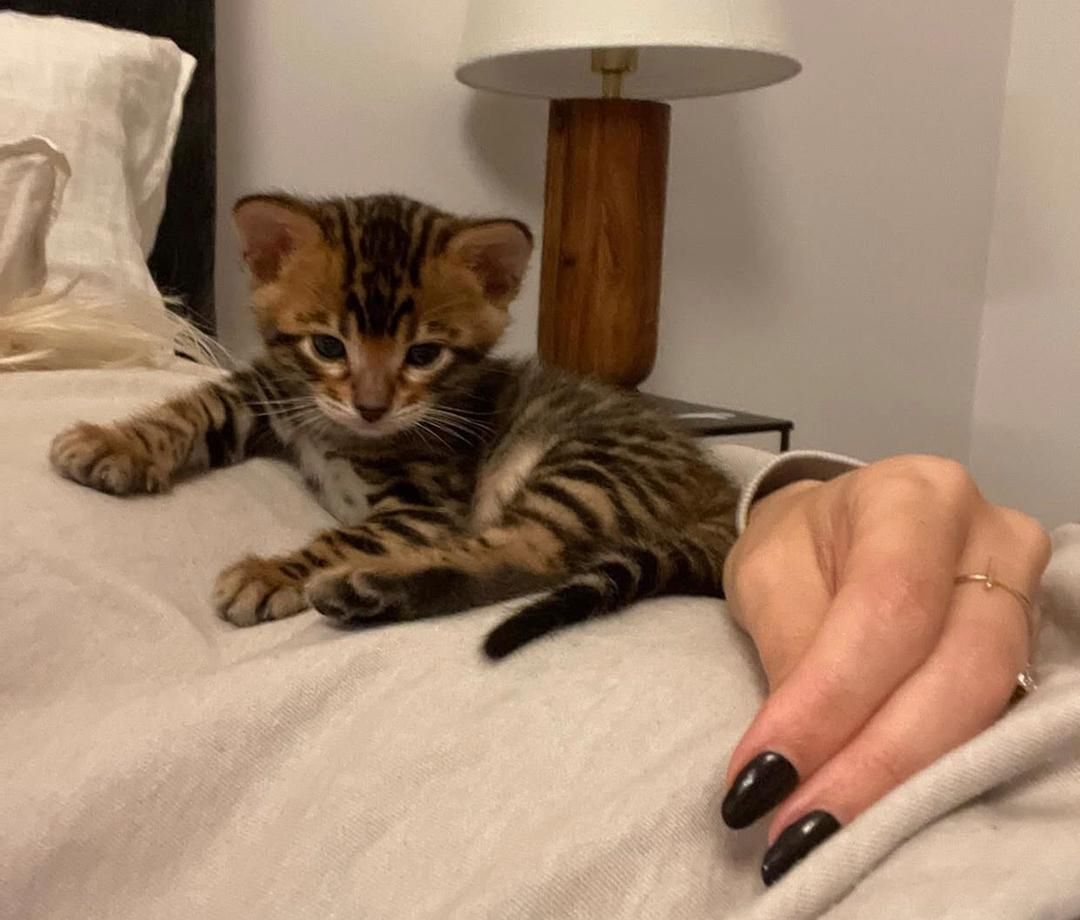 Rosette Bengal-Kätzchen abzugeben