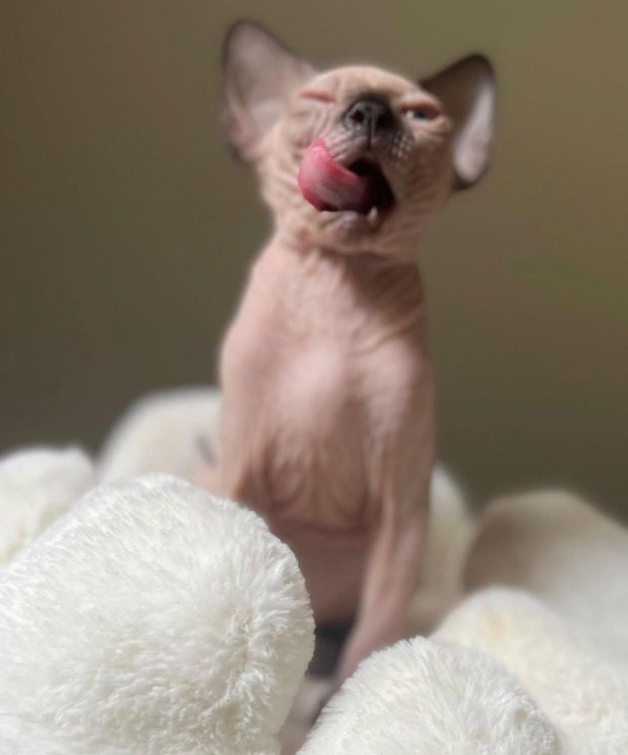 Sphynx-Kätzchen zu verkaufen