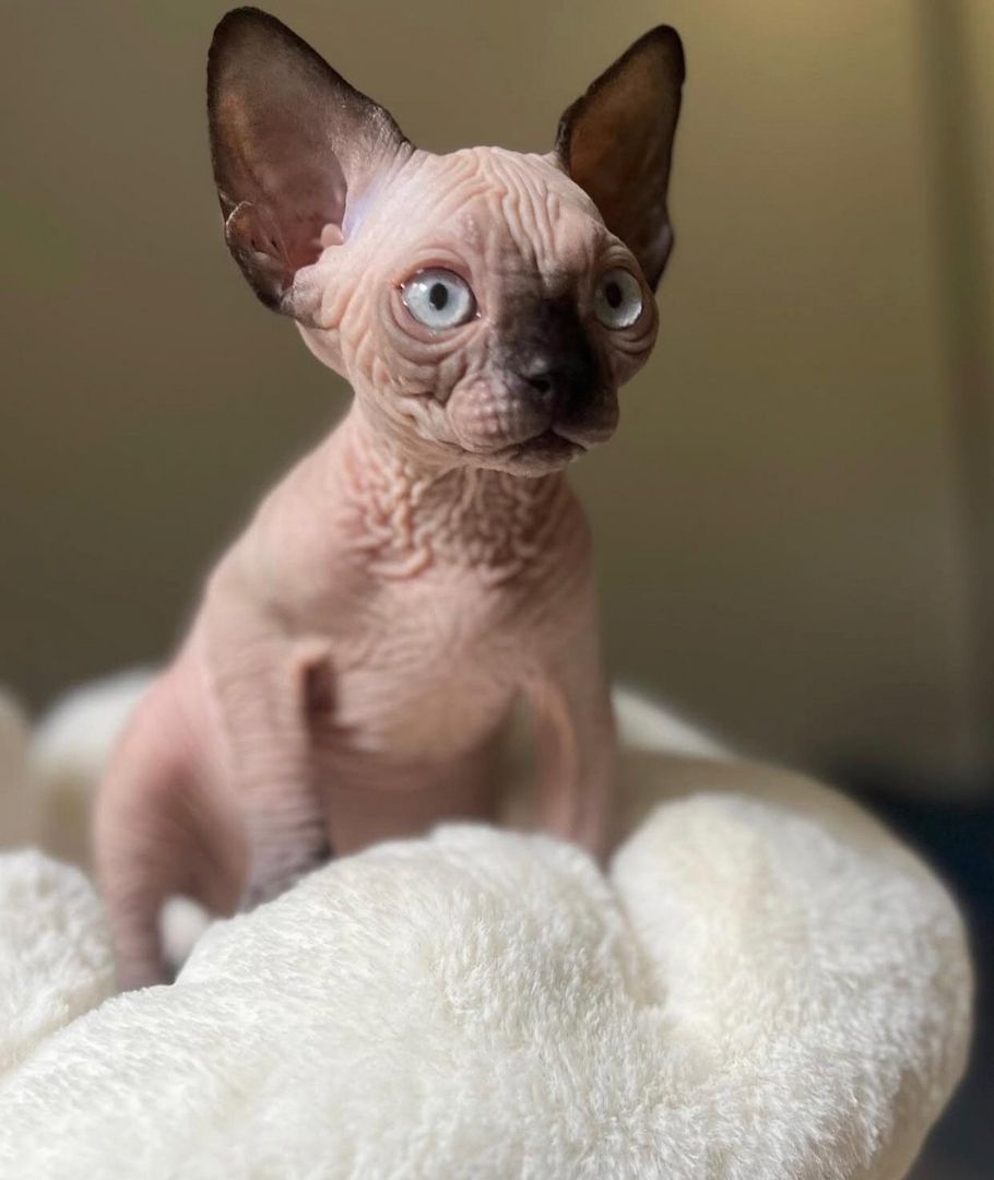 Sphynx-Kätzchen zu verkaufen