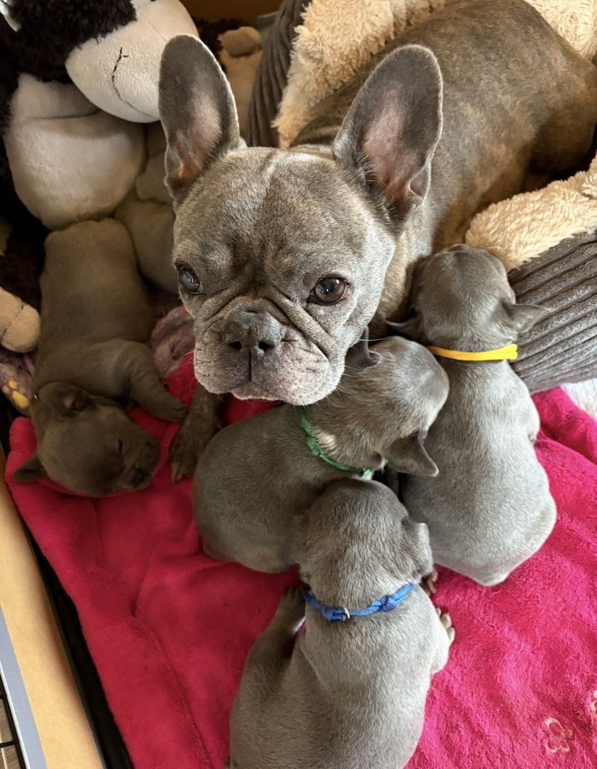 Frenchy Welpen 1 Rüde und 3 Mädels 