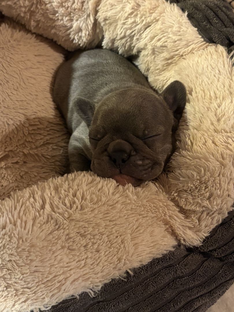 Frenchy Welpen 1 Rüde und 3 Mädels 