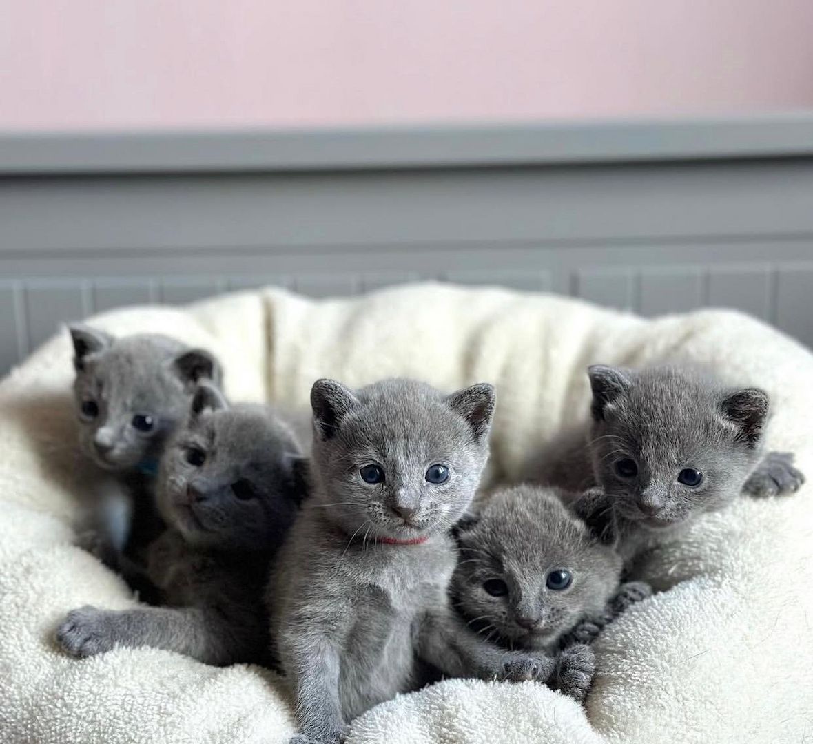 Wunderschöne Russisch Blau Kätzchen