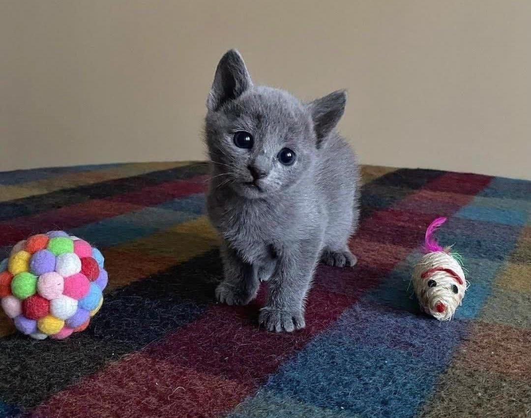 Wunderschöne Russisch Blau Kätzchen