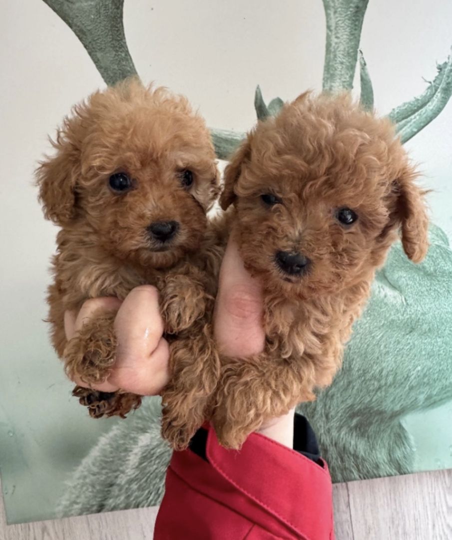 Pudelwelpen (Rüde und Hündin)