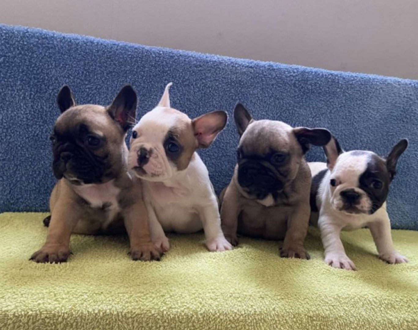 11 Wochen alte französische Bulldoggenwelpen
