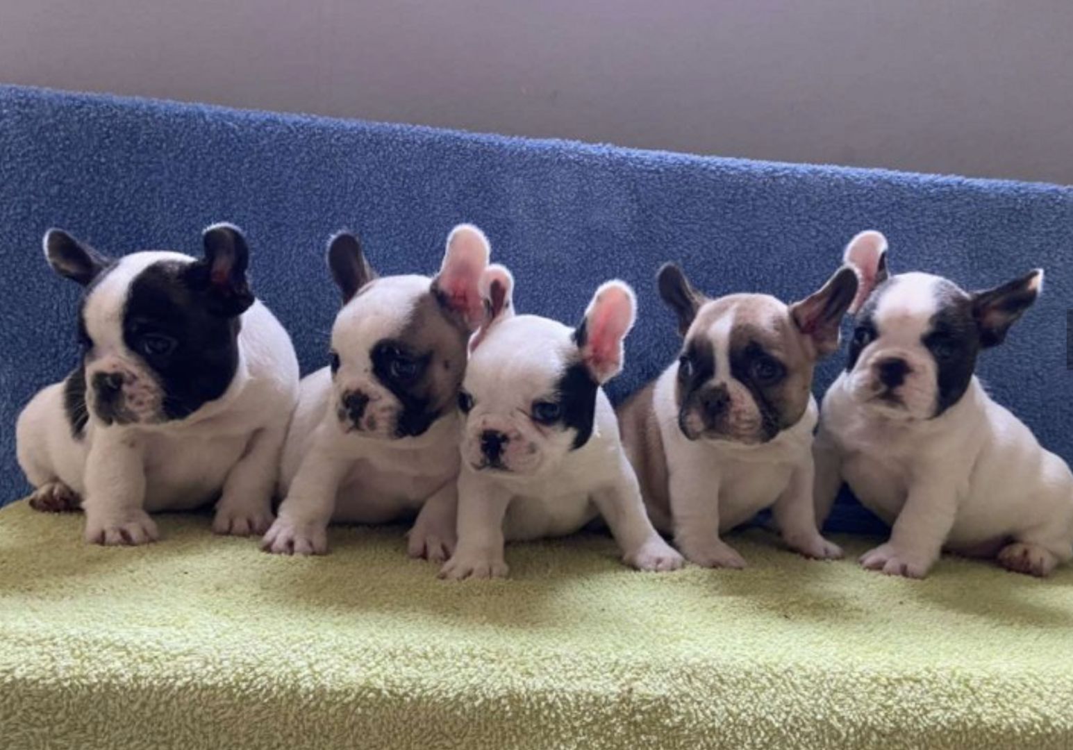 11 Wochen alte französische Bulldoggenwelpen