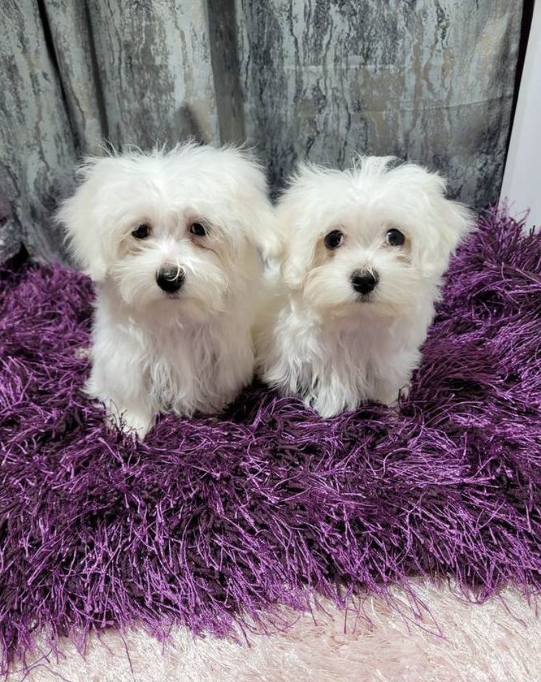 Malteser Rüden und Hündinnen