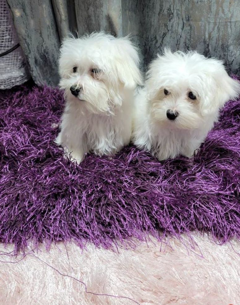 Malteser Rüden und Hündinnen