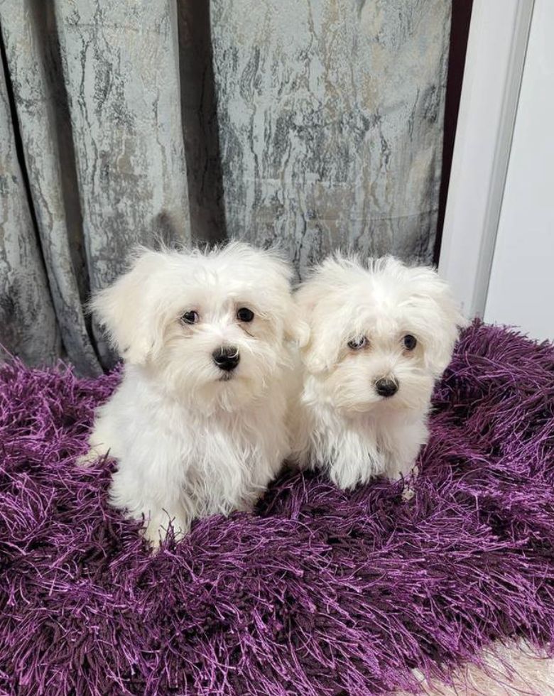 Malteser Rüden und Hündinnen