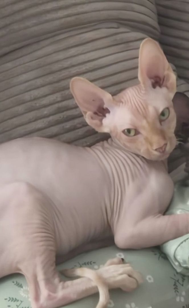 Canadian Sphinx Deckkater aus Berlin