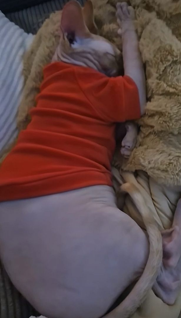 Canadian Sphinx Deckkater aus Berlin