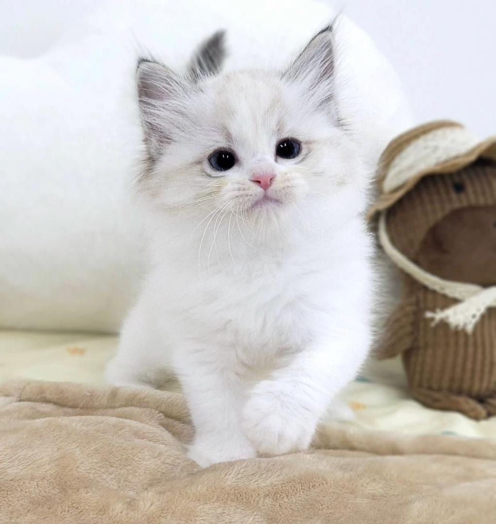 Reinrassige Ragdoll-Kätzchen zu verkaufen