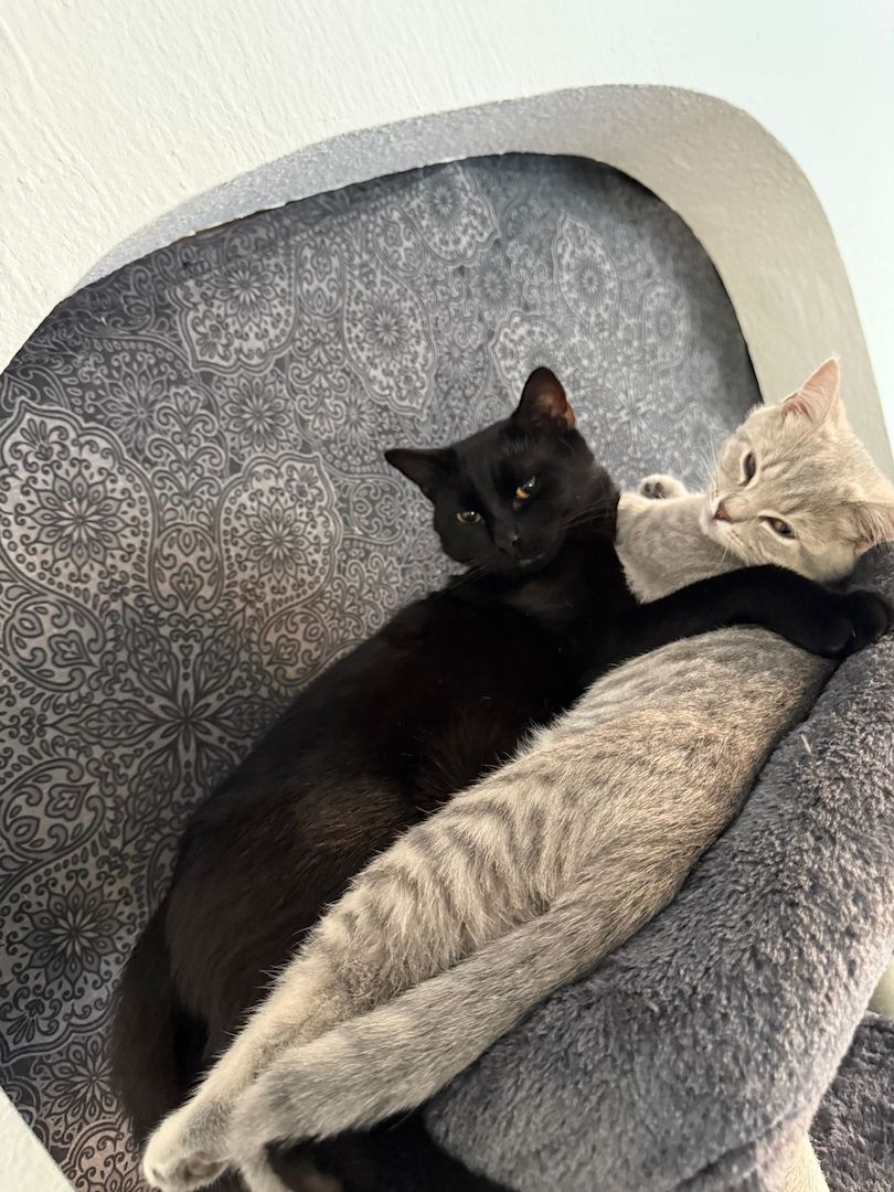 Liebevoller Loki sucht neues Zuhause