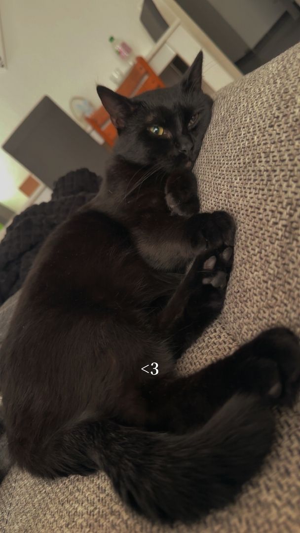 Liebevoller Loki sucht neues Zuhause