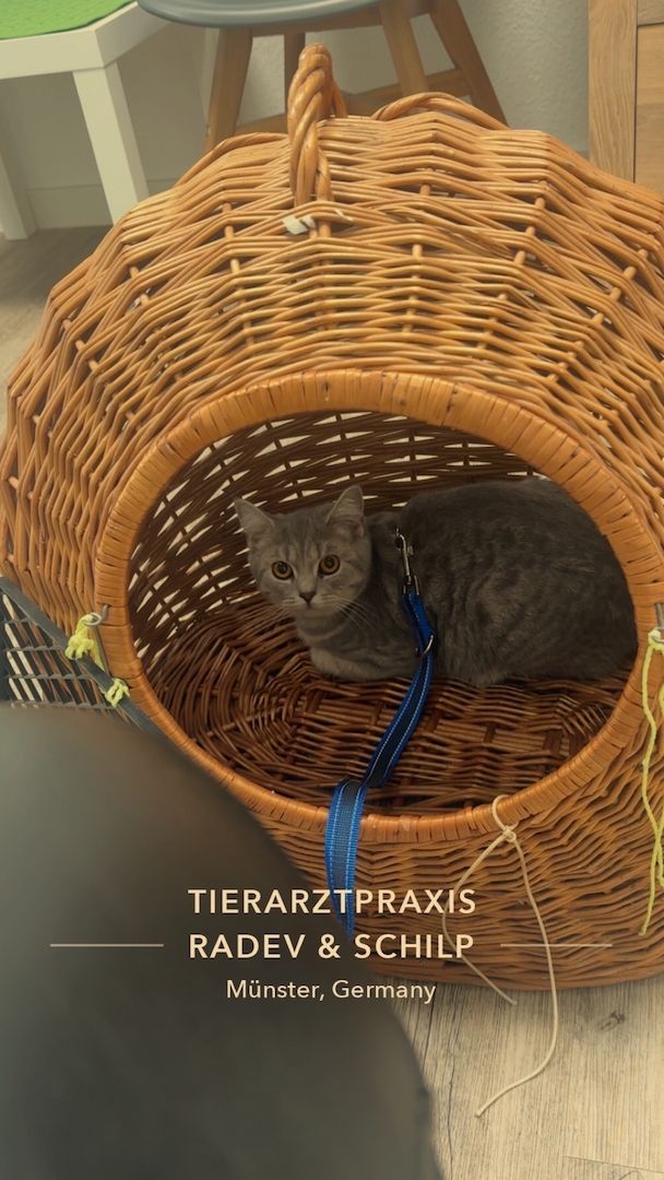 Liebevolle Kira abzugeben