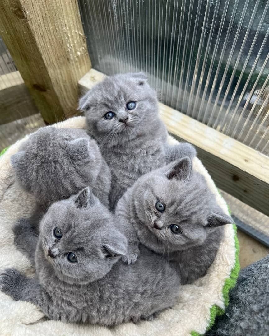 Britisch Kurzhaar Rüden und Hündinnen