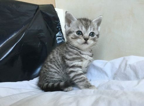 Schotse vouwen Kätzchen b