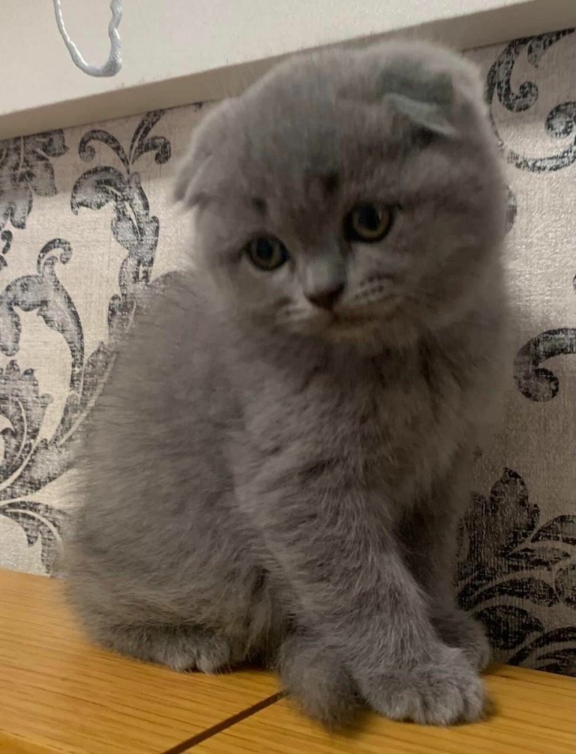 Britisch Kurzhaar (männlich und weiblich) gesucht