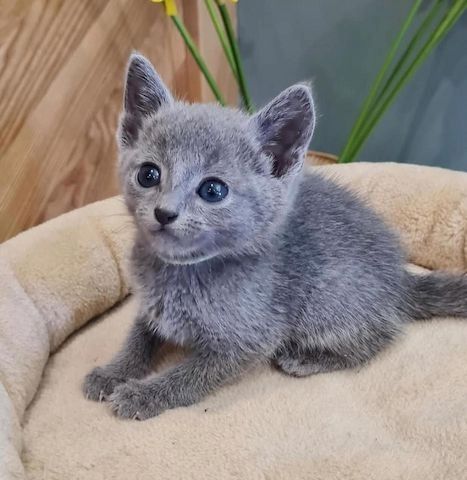 Russian blueKätzchen