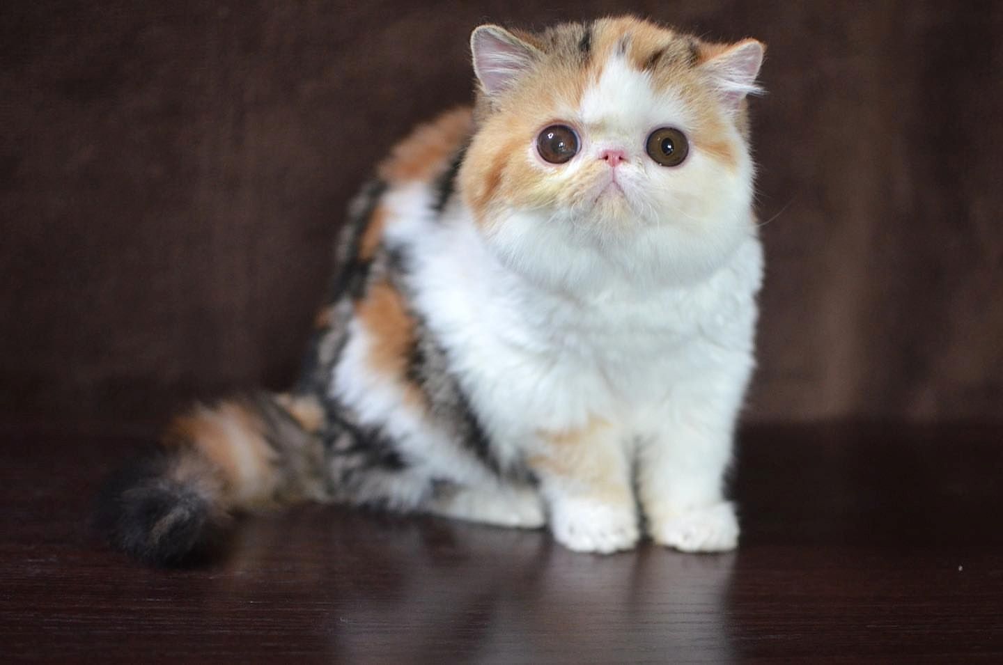 Wunderschönes Perserkätzchen