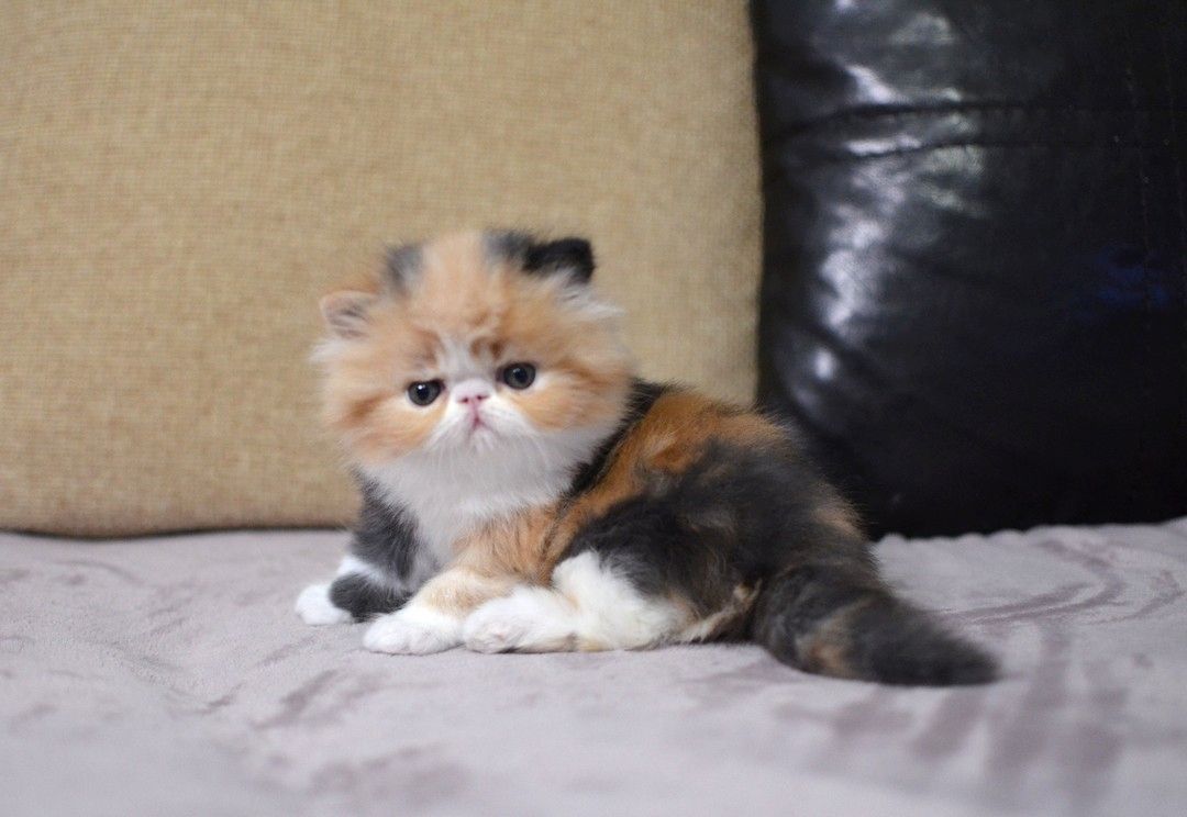 Süßes Perserkätzchen zu verkaufen