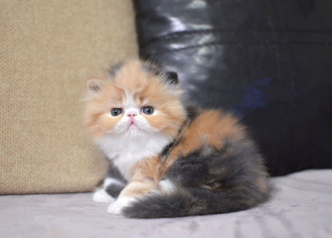 Bezauberndes Perserkätzchen