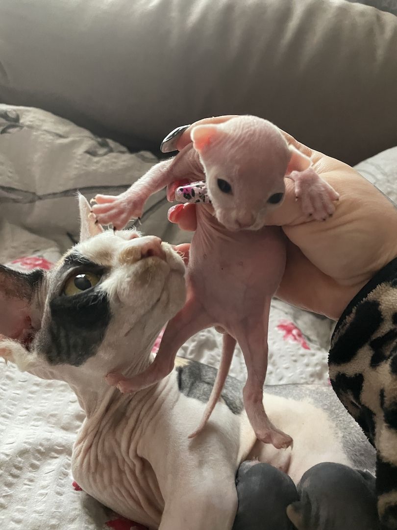 Sphynx kitten