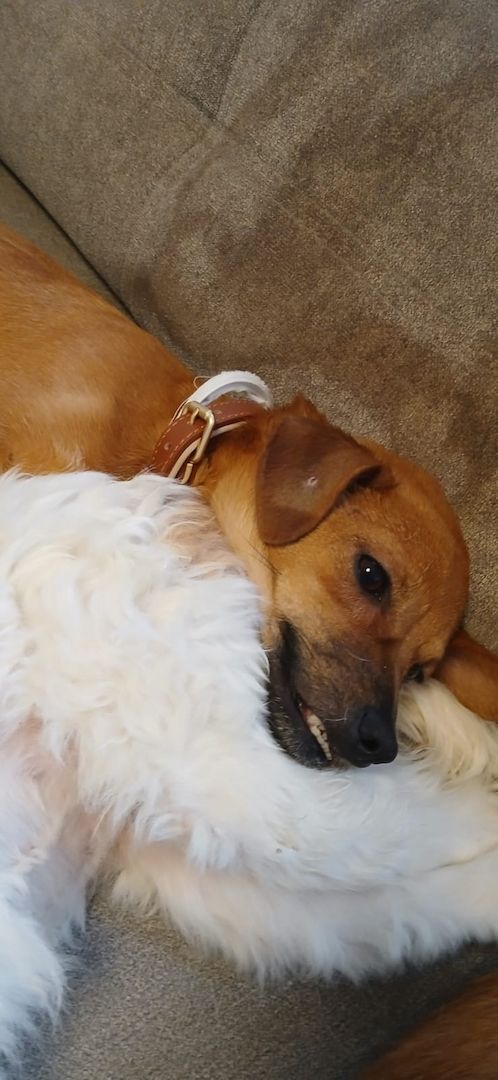 Naima wartet auf ihren Menschen