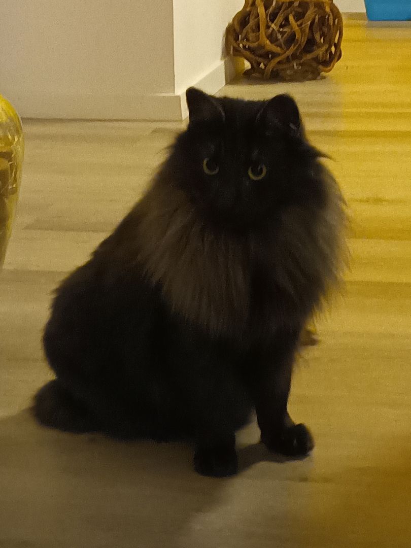 2 norwegische Waldkatzen