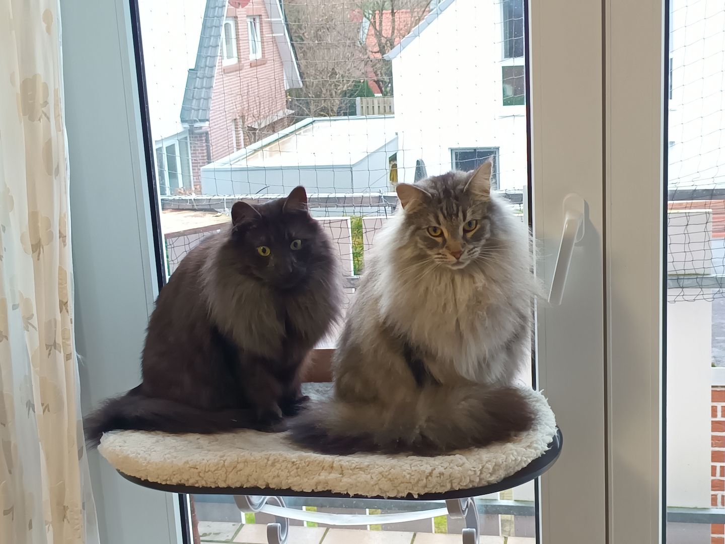 2 norwegische Waldkatzen