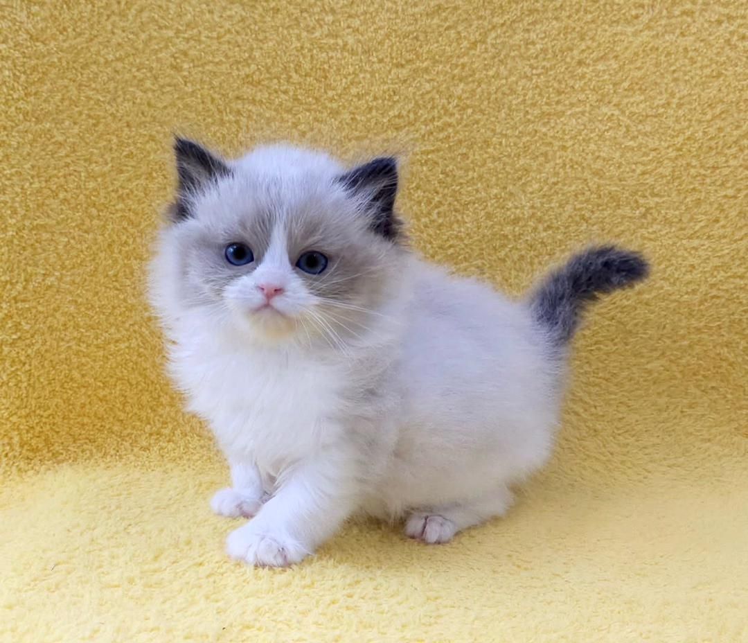 Ragdoll-Kater und -Katzen abzugeben