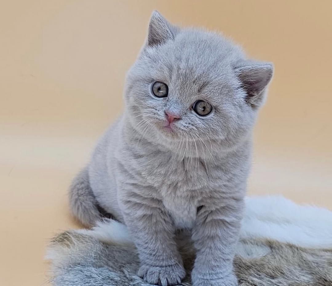 Trainierte Britisch Kurzhaar-Kätzchen zu verkaufen