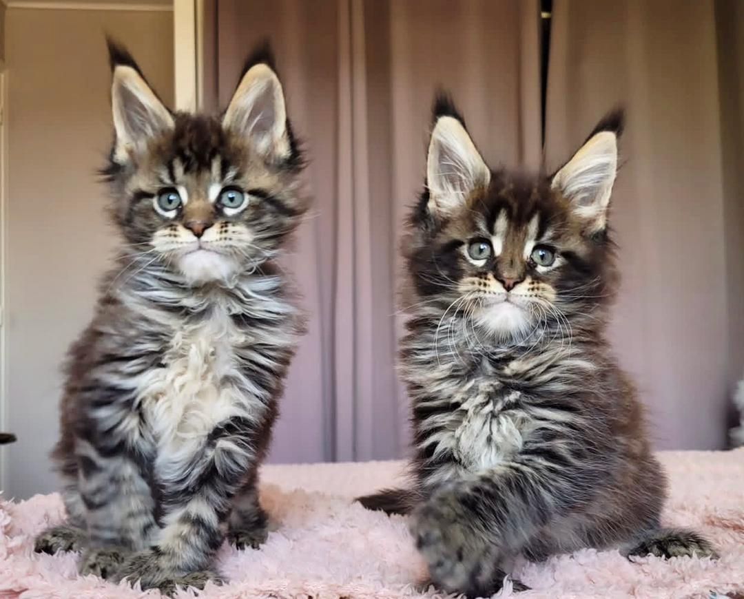 Reinrassige Maine Coon Katzen – bereit für ein neues Zuhause