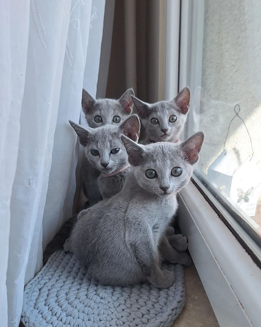 Russisch Blau Kätzchen