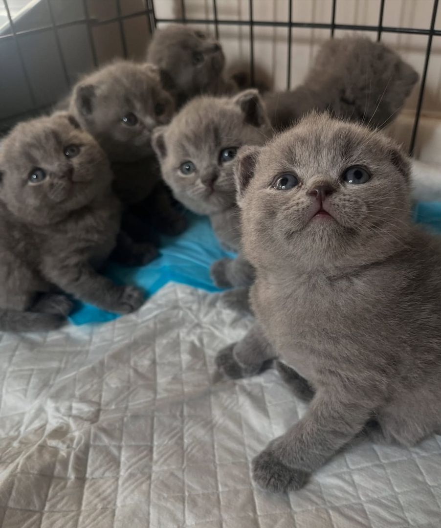 Bezauberndes Britisch Kurzhaar