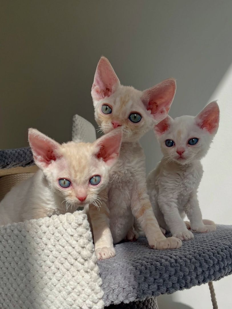 Devon Rex Kätzchen zu verkaufen