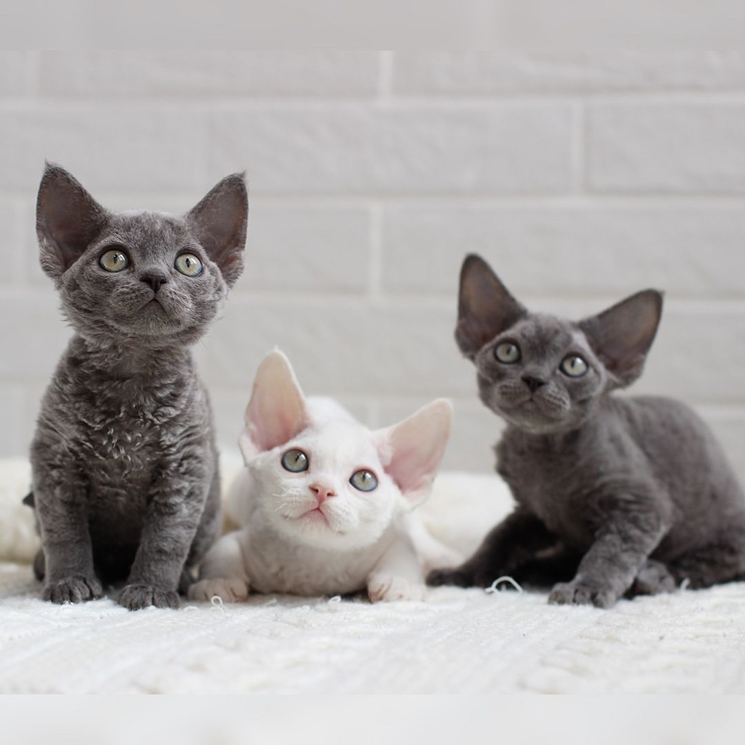 Wunderschönes Devon Rex-Kätzchen